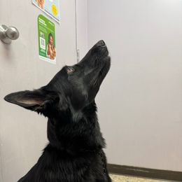 River - German Shepherd