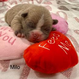 Milo - Tricolors male French Bulldog puppy in San Antonio, Texas from Chary's Elite Frenchies