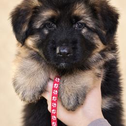 Red boy - Black and red male German Shepherd puppy in Johnstown, Ohio from Vom Haus Neufus