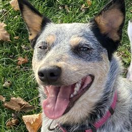 Australian Cattle Dogs from Hope Farms and Sanctuary