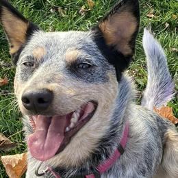 Australian Cattle Dogs from Hope Farms and Sanctuary