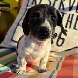 Cowie - Piebald female Dachshund puppy in Cleveland, Georgia from Captain Kirk’s Wiener Fleet