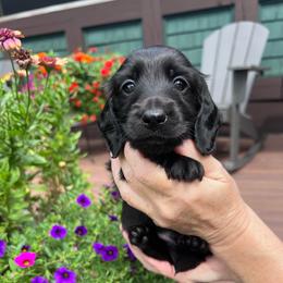 Boy 3 - Black male Dachshund puppy in Gouverneur, New York from Dack Dachshunds