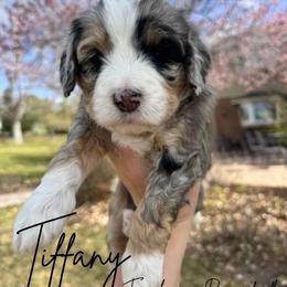 Tiffany - Merle female Bernedoodle puppy in Ammon, Idaho from Little Stone Bernedoodles