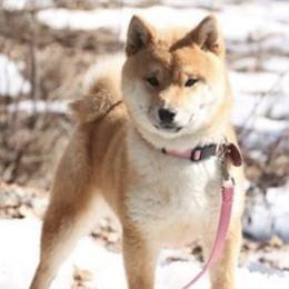 Pomskies and Shiba Inu from Arctic Kennels (Pomskies, Akitas & Shibas)