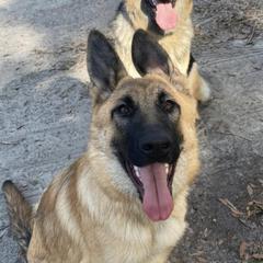 German Shepherds from Southern Shepherds