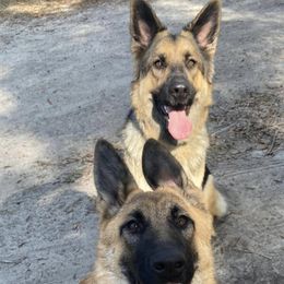 German Shepherds from Southern Shepherds