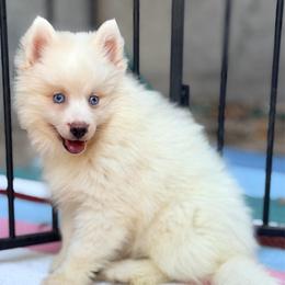 Cristiano - White male Pomsky puppy in Centerville, Iowa from LJ Kennels Pomskies, LLC
