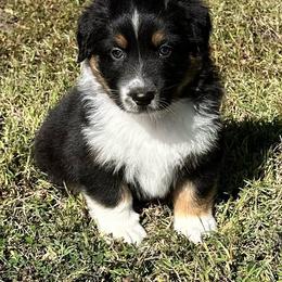 Orange collar - Black tri-color male Australian Shepherd puppy in Winston Salem, North Carolina from Serenity Acres Aussies