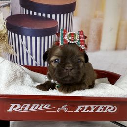 Lexus - Liver female Shih Tzu puppy in Columbia, Kentucky from Lisa Bandy Shih Tzu