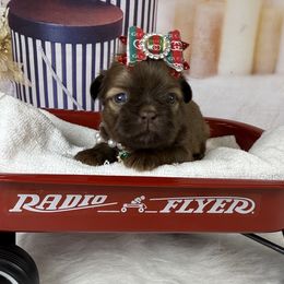 Lexus - Liver female Shih Tzu puppy in Columbia, Kentucky from Lisa Bandy Shih Tzu