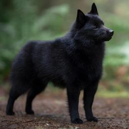 Lindy - Schipperke