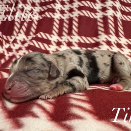 Tinsel - Blue merle female Miniature Australian Shepherd puppy in Corpus Christi, Texas from Elite Miniature Australian Shepherds