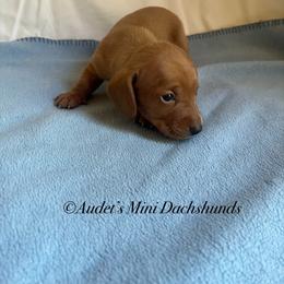 Freya red smooth hair - Red female Dachshund puppy in East Dover, Vermont from Audet’s Mini Dachshunds