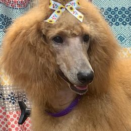 Lucille - Poodle