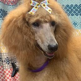 Lucille - Poodle