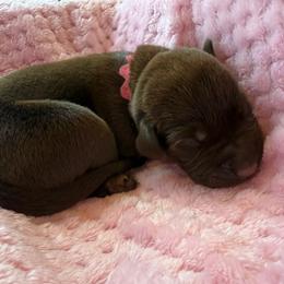 Girl 2 - female Labrador Retriever puppy in Gainesville, Georgia from Rucker Retrievers