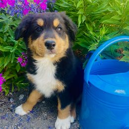 Teton - Black tri-color male Australian Shepherd puppy in Mantua, Utah from Rocky Mountain Aussies