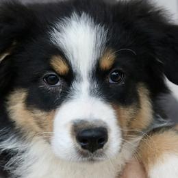Sundae - Black tri-color Australian Shepherd puppy in Hurricane, Utah from Coral Sun Aussies