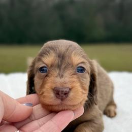 MUFFIN - Dapple female Dachshund puppy in Alto, Texas from Double W Doxies