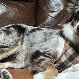 Assorted Doodle Crosses and Miniature Australian Shepherds from Sweetgrass Doodles