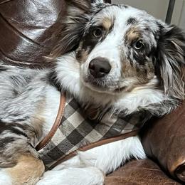 Assorted Doodle Crosses and Miniature Australian Shepherds from Sweetgrass Doodles
