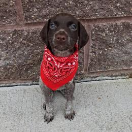 Girl 5 - Liver roan female German Shorthaired Pointer puppy in Potosi, Wisconsin from Point and Flush Gun Dogs