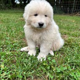 Lionheart - Grey collar boy - White male Maremma Sheepdog puppy in Kalamazoo, Michigan from Wild at Farm
