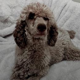 Poodles from Desert Moon Poodles