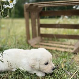 Black - Light golden male Golden Retriever puppy in Silverton, Oregon from Silver Morning Farm