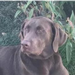 Ranger - Labrador Retriever