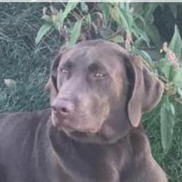 Ranger - Labrador Retriever
