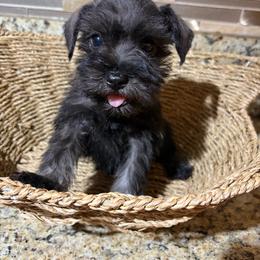 Pepper - Black and silver female Miniature Schnauzer puppy in Bloomington, California from Mini Beard Buster Kennel