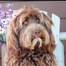 Australian Labradoodles from Pacific Rim Labradoodles