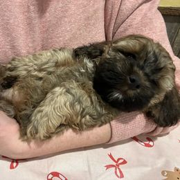 Gizmo - Cockapoo puppy from Ouachita River Cockapoos