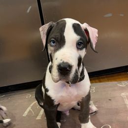 Great Dane and Miniature Schnauzer Puppies from River Valley Great Danes