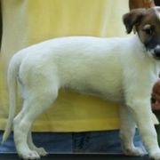 Windsprite Puppies from Wylde Pups