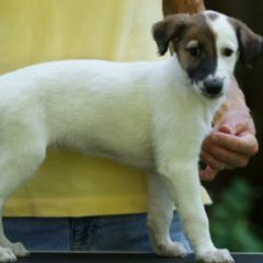 Windsprite Puppies from Wylde Pups