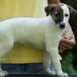 Windsprite Puppies from Wylde Pups