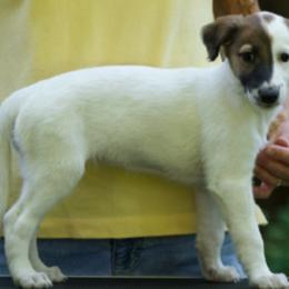 Windsprite Puppies from Wylde Pups