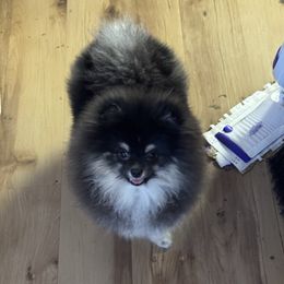 Ivy - Pomeranian