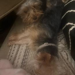 Shih Tzu puppies from CRUZ Canines's Shih Tzus