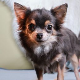 Bellamy - Chihuahua