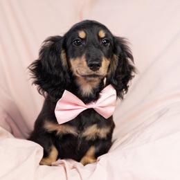 Muninn 2800dollars - Black and cream male Dachshund puppy in Crystal, Michigan from Mare-bella Dachshunds