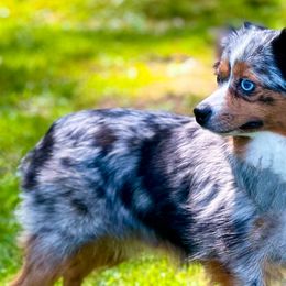 Australian Shepherds, Miniature American Shepherds, Miniature Australian Shepherds, and Toy Australian Shepherds from Dusty Spring Australian Shepherds, LLC