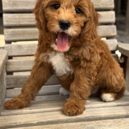 Shimmer - Red  female Goldendoodle puppy in Thibodaux, Louisiana from Neal Family Doodles