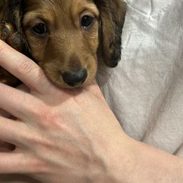 Justice Marshall (J.M.) - Chocolate and cream male Dachshund puppy in San Antonio, Texas from Sunshine Sandra & Sweet Sausages