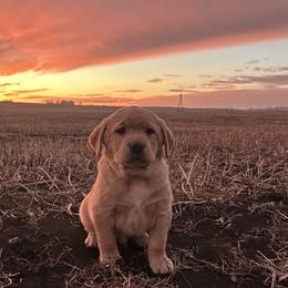 Ginger - Yellow female Labrador Retriever puppy in Alcester, South Dakota from R-Team