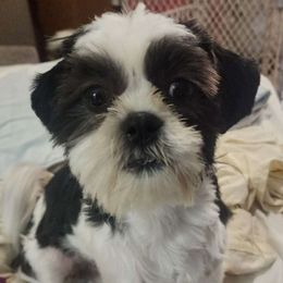 Sweetie - Shih Tzu