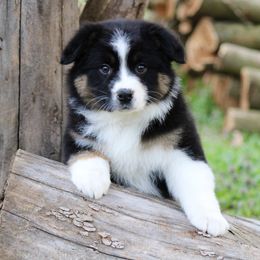 Anna - Black Australian Shepherd puppy in Coldwater, Michigan from Northern Star Australian Shepherds